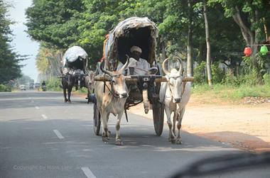 On Route Thekkady to Madurai,_DSC_7665_H600